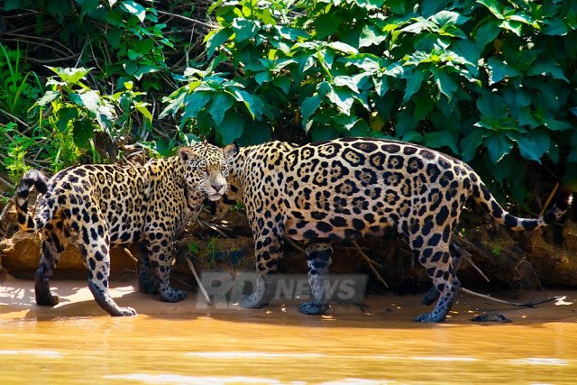 Territoriais, solitárias e resilientes: estudo mostra dinâmica das onças no Pantanal