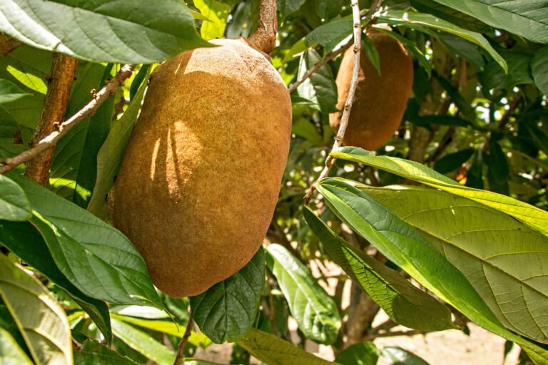 Como fazer geleia e doce artesanal de cupuaçu