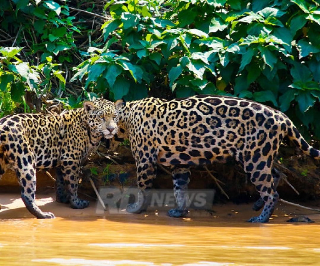 Territoriais, solitárias e resilientes: estudo mostra dinâmica das onças no Pantanal