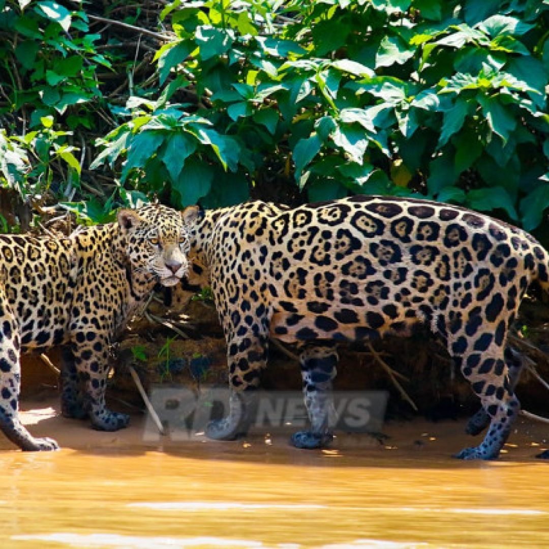 Territoriais, solitárias e resilientes: estudo mostra dinâmica das onças no Pantanal