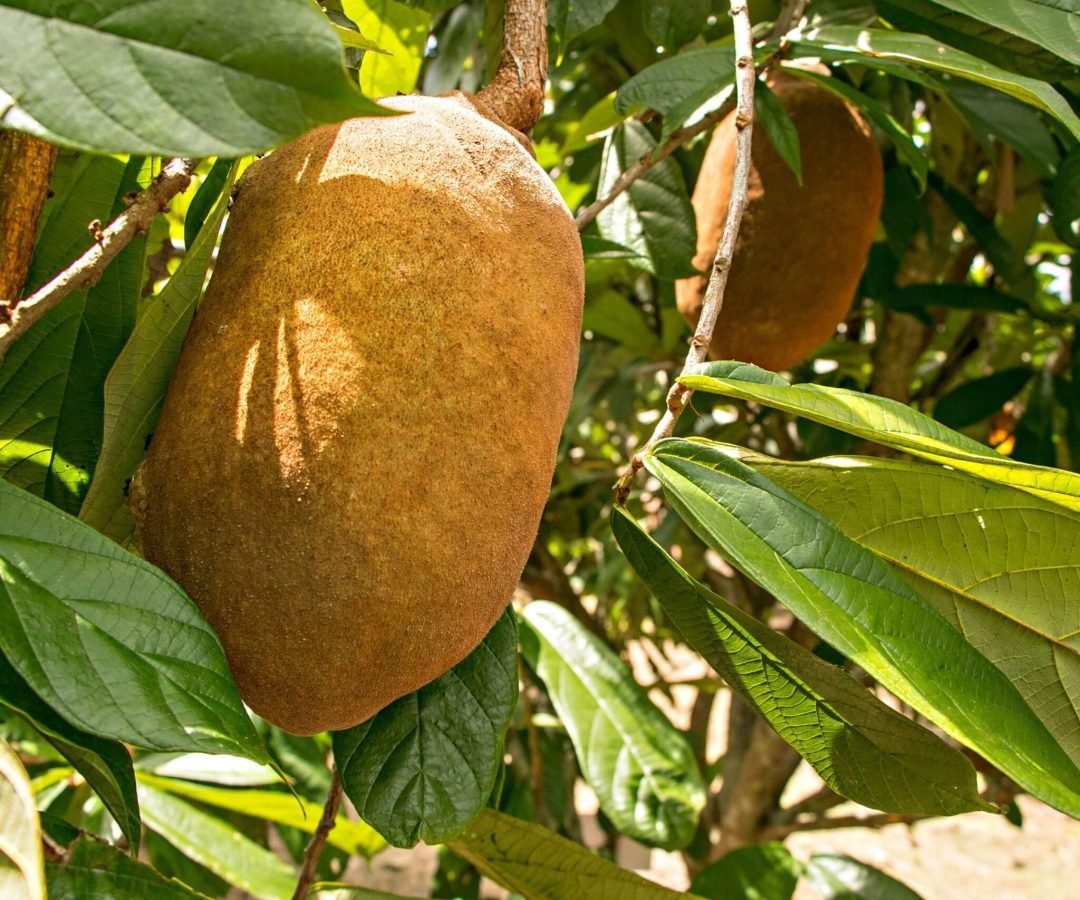 Como fazer geleia e doce artesanal de cupuaçu