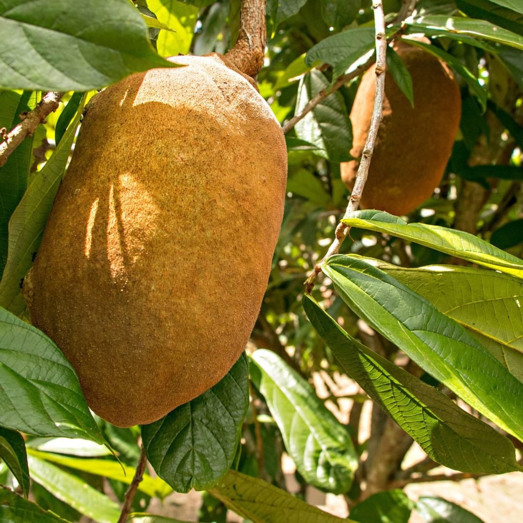 Como fazer geleia e doce artesanal de cupuaçu