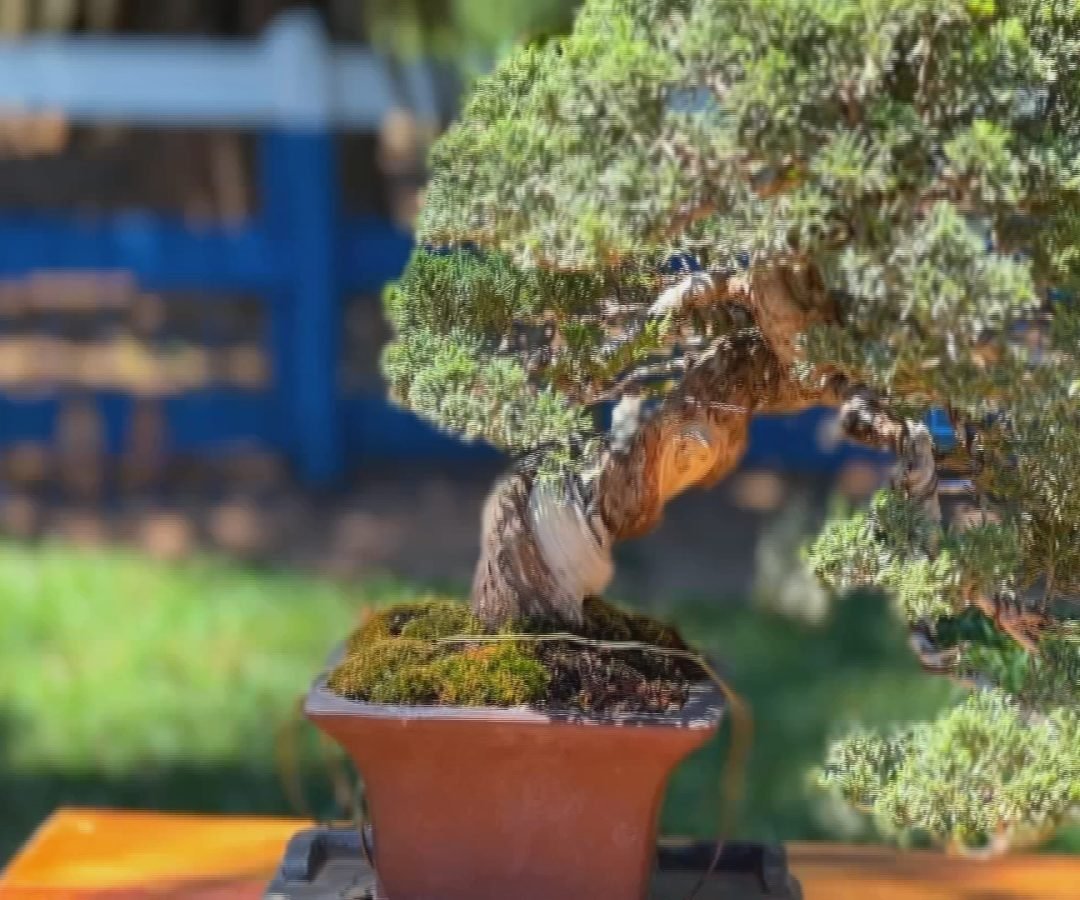 Bonsai de café chama atenção no interior de SP