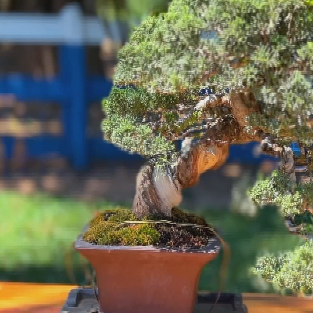 Bonsai de café chama atenção no interior de SP