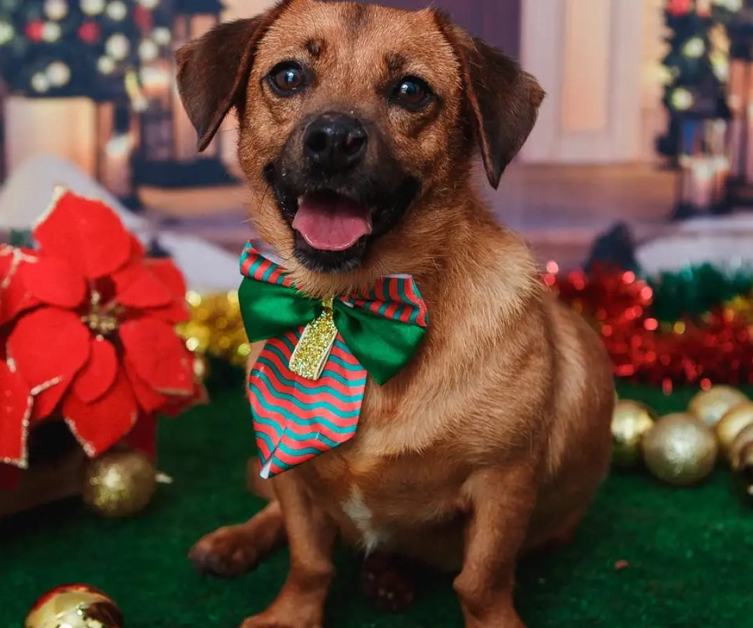 Festas de fim de ano exigem cuidados redobrados com os pets