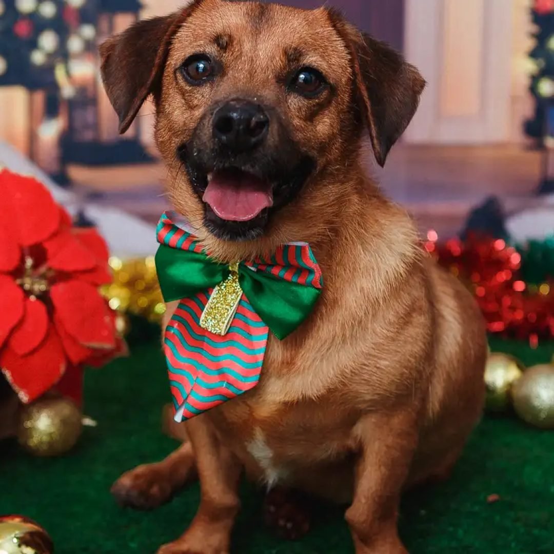 Festas de fim de ano exigem cuidados redobrados com os pets