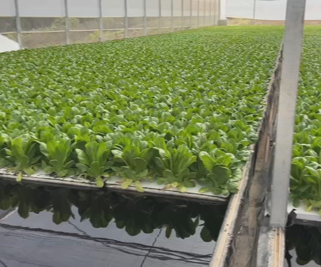 Sistema floating aumenta produtividade de hortaliças em estufas