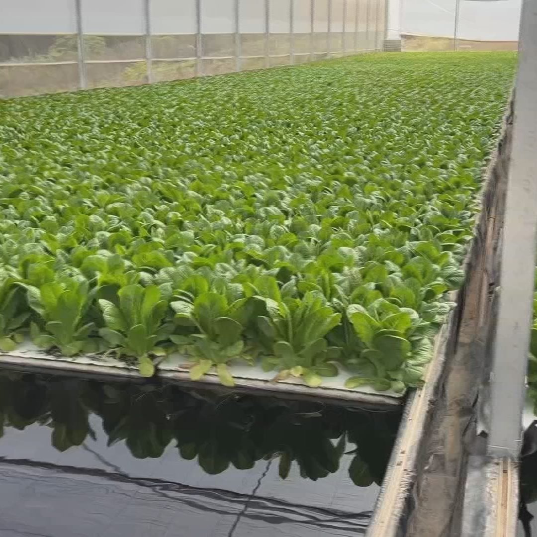 Sistema floating aumenta produtividade de hortaliças em estufas