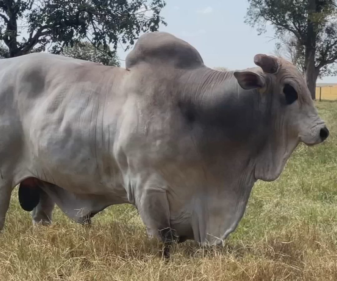 Pecuaristas do interior de SP apostam na inseminação artificial para aumentar produção