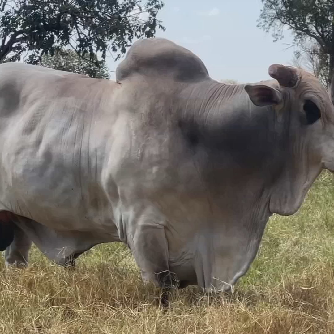 Pecuaristas do interior de SP apostam na inseminação artificial para aumentar produção